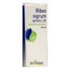 Ribes Nigrum Gemme 1 dh - 60ml